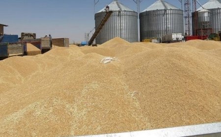 تائێستا عێراق بڕیاری لەبارەی پلانی وەرگرتنی گەنمی جووتیارانی كوردستان نەداوە
