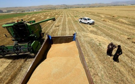 عێراق: بەرهەمی گەنمی ئەمساڵ نزیکەی 4 ملیۆن تۆن دەبێت