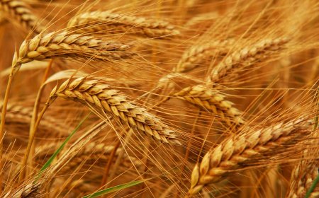 عێراق دڵنیایی له‌ باره‌ی گه‌نمه‌وه‌ ده‌دات