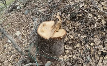 کەسێک بە تۆمەتی بڕینه‌وه‌ی دره‌خت دەستگیرکرا