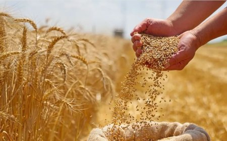 وه‌زاره‌تی بازرگانیی عێراق: ئاماده‌كارییه‌كانی وه‌رگرتنی گه‌نمی ئه‌مساڵ ته‌واوبوون