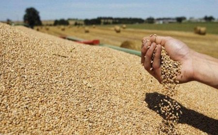 وەزارەتی کشتوکاڵ: تەنها 292 هەزار تۆن گەنم بۆ هەرێمی کوردستان دیاریکراوە