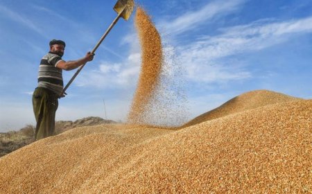 پەرلەمان حکومەت پابەند دەکات بە وەرگرتنی تەواوی گەنمی جوتیاران