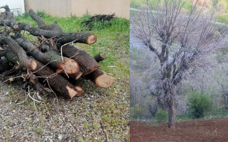 پۆلیسی دارستانی سلێمانی: سێ کەسمان بە تۆمەتی دار بڕین دەستگیرکرد   
