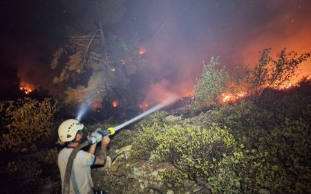Agir bi daristanên navçeya Şiyê ya Efrînê ket