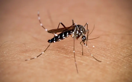 Li Çînê vîrûsa Chikungunya belav dibe