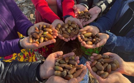 Şaredariya Peyasê 1000 şitlên berûyan diçîne